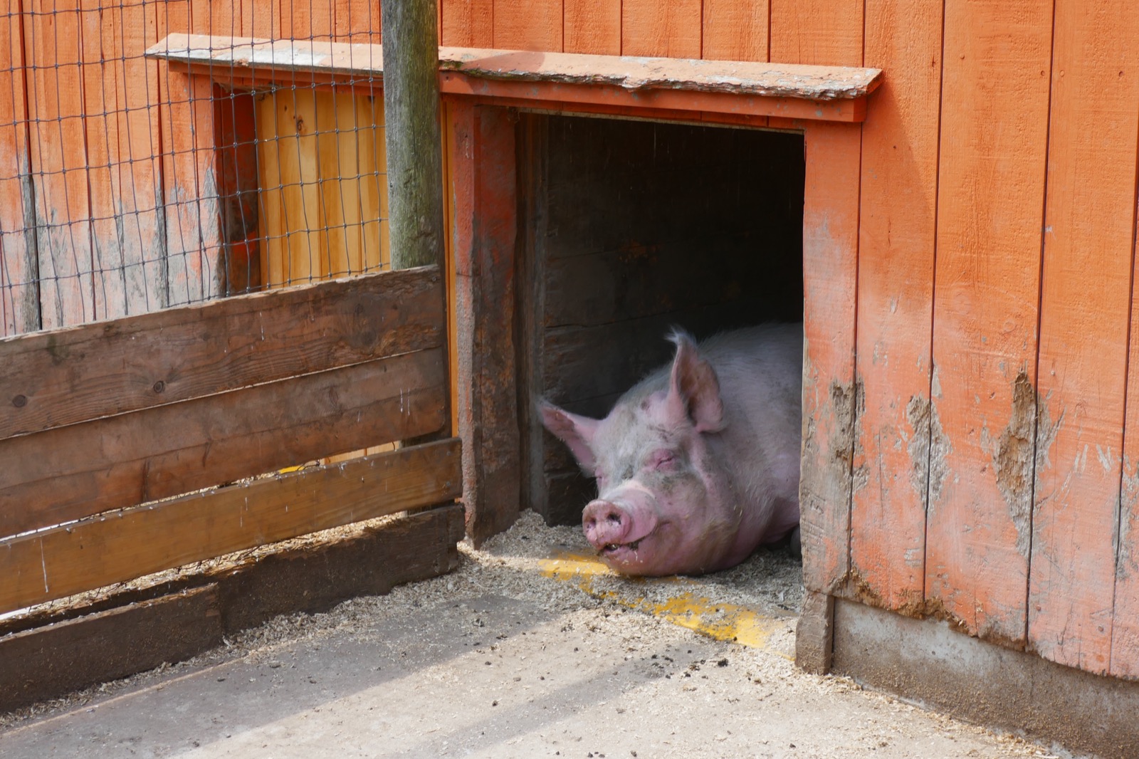 A pig in a farm enclosure.